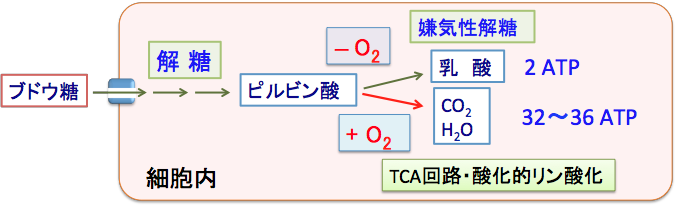 エネルギーの産生