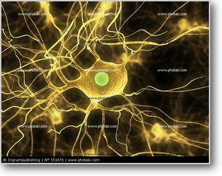 脳・神経のネットワーク