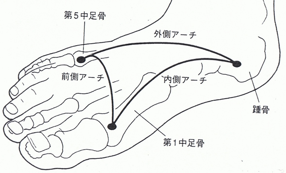 足底3つのアーチ